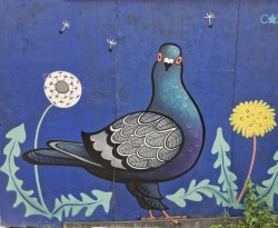 pigeon